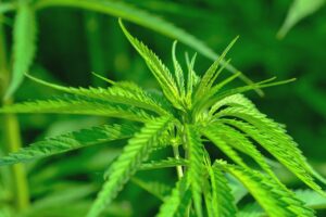 Deutschland legalisiert Cannabis: Ein Überblick über die neuen Regelungen